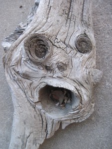 This piece of drift wood is looking at you!